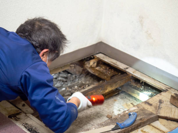 Best Toxic Mold Removal  in Noblesville, IN