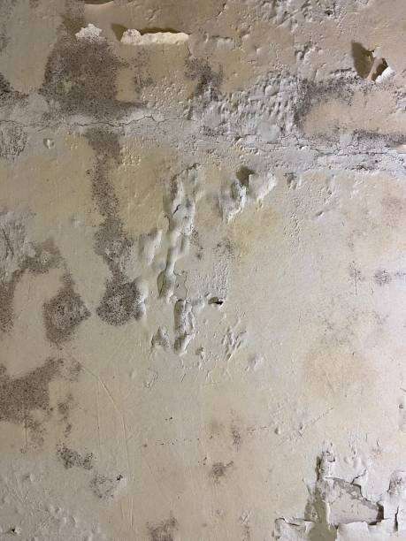Mold Removal and Inspection in Noblesville, IN