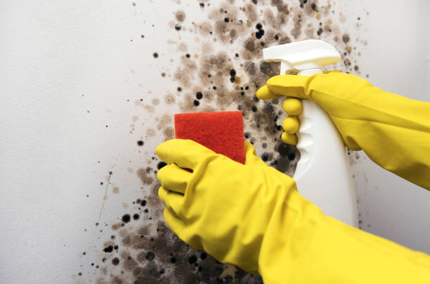 Best Residential Mold Removal  in Noblesville, IN