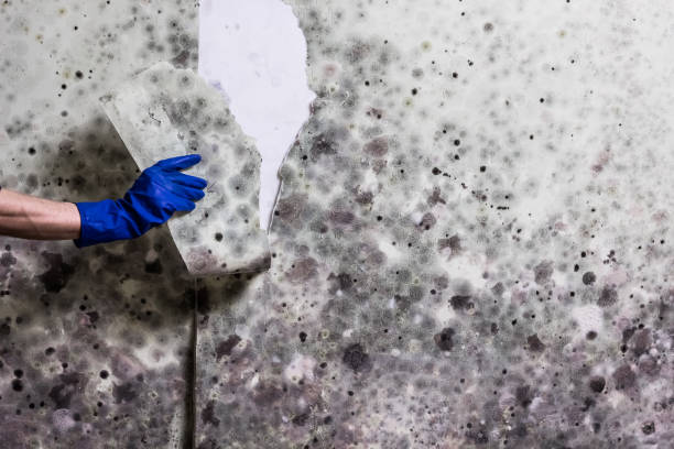Best Home Mold Removal  in Noblesville, IN