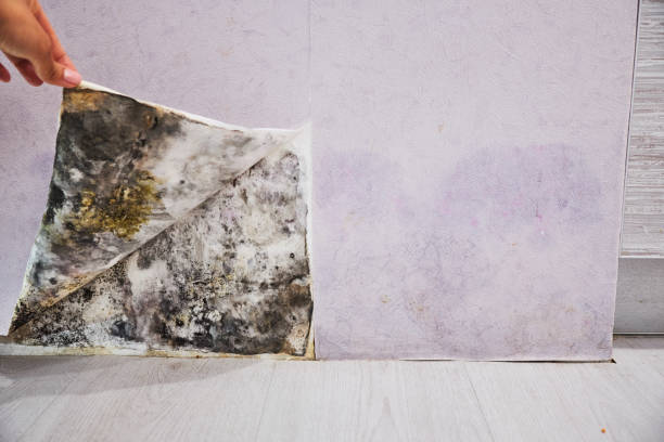 Best Professional Mold Removal  in Noblesville, IN